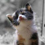 Leega Korean Restaurant